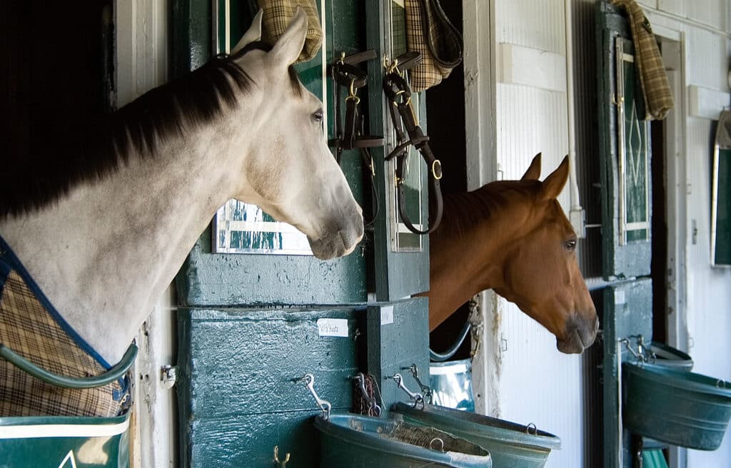 TCX Horse Supplements