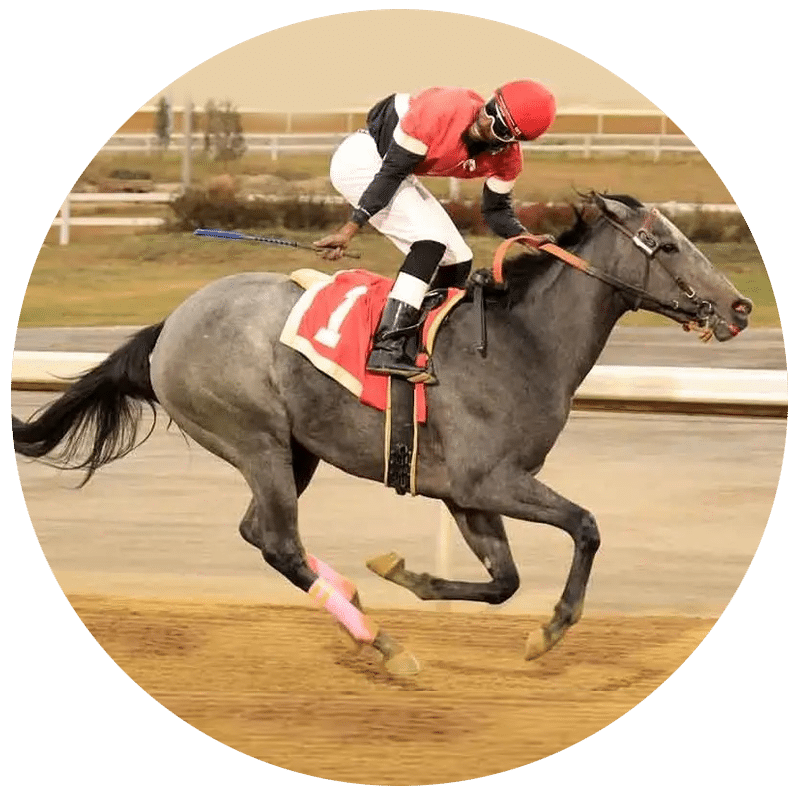 TCX Supplements for Horses - Equine Supplements