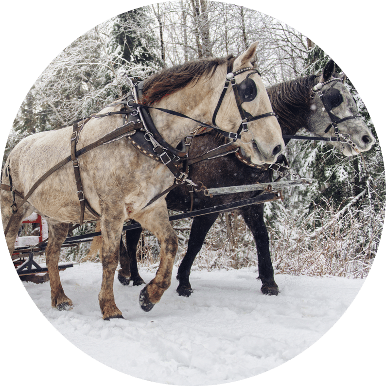 TCX Supplements for Horses