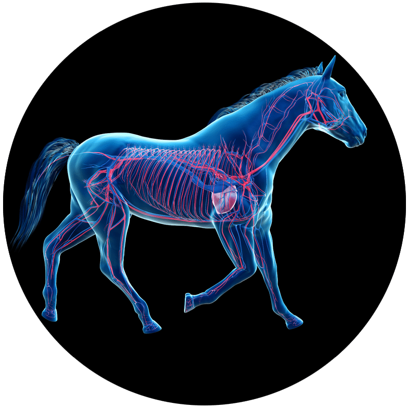 TCX Supplements for Horse Heath and Performance