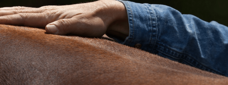 What Is Kissing Spine in Horses?