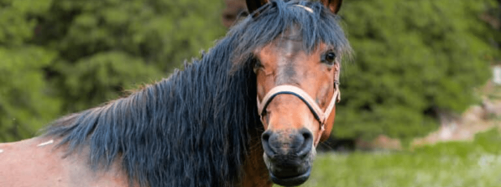 Do Horse Supplements Really Work