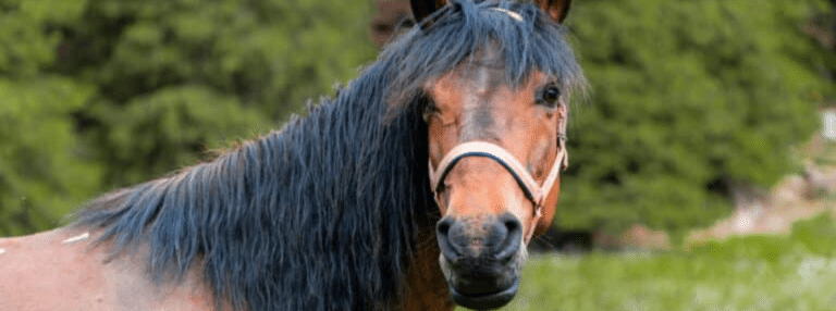 Do Horse Supplements Really Work