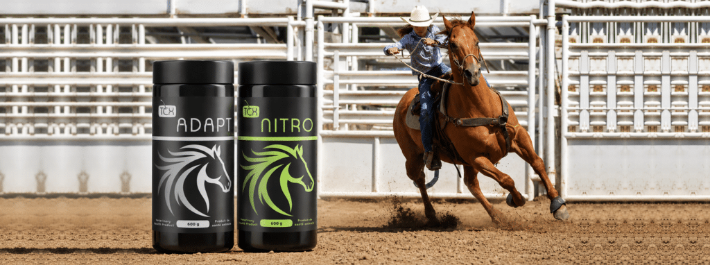 Supporting Focus and Performance in Horses